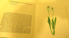 O jitrocelu se dočtete v mnohých atlasech a encyklopediích, třeba i v Kapesnim atlase rostlin z roku 1963