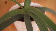 Aloe vera