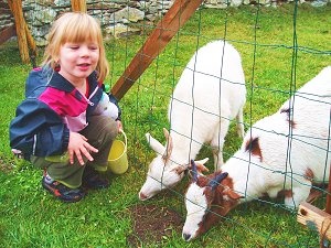 S kozami ve výběhu je zábava. Foto: autor